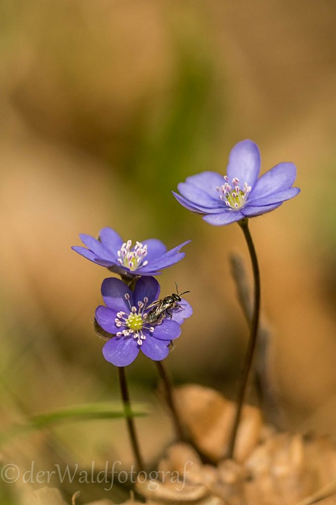 Leberblümchen