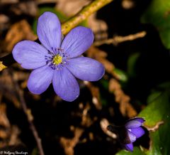 Leberblümchen (2)