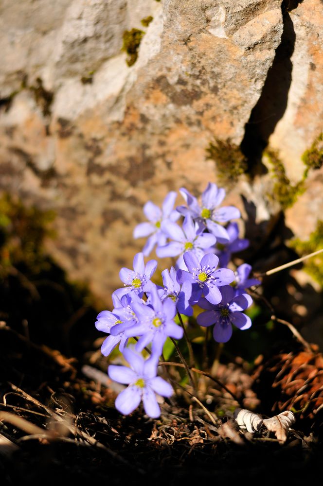 Leberblümchen 2 von Werner Dejori 