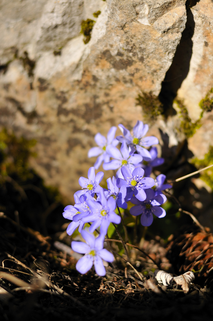 Leberblümchen 2