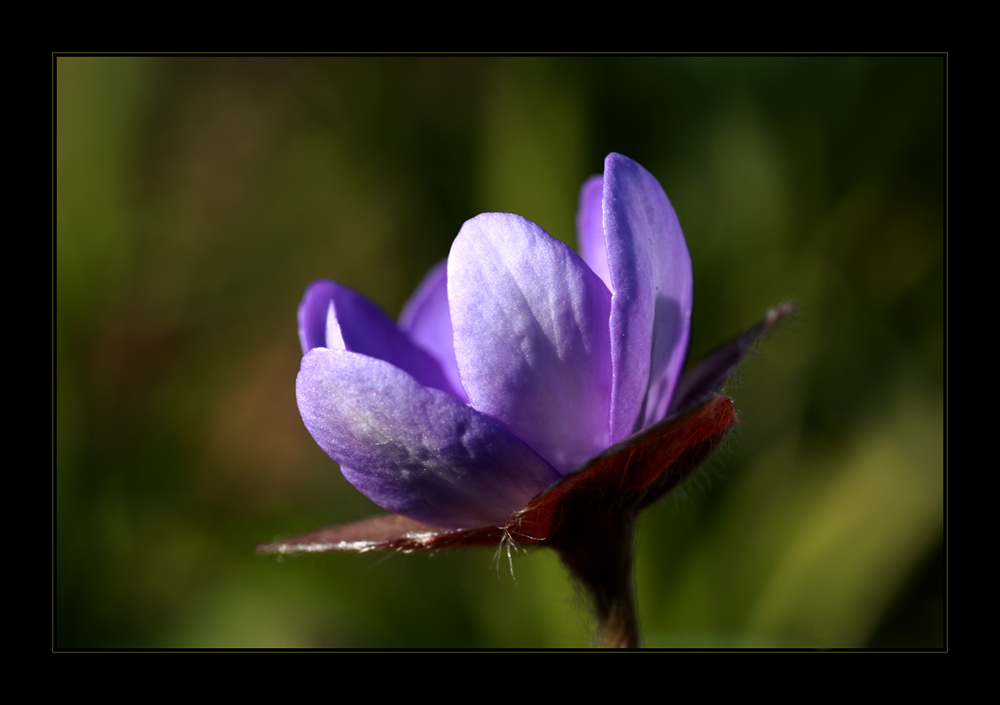 Leberblümchen (2)