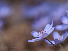 Leberblümchen 2013 002