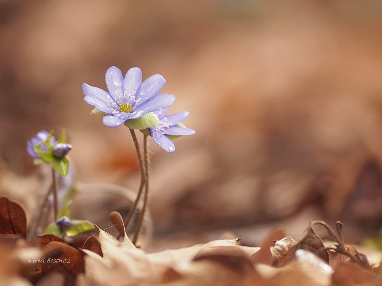 Leberblümchen 2016 001