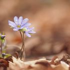 Leberblümchen 2016 001