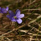 Leberblümchen (2017_04_24_EOS 6D_5364_ji)