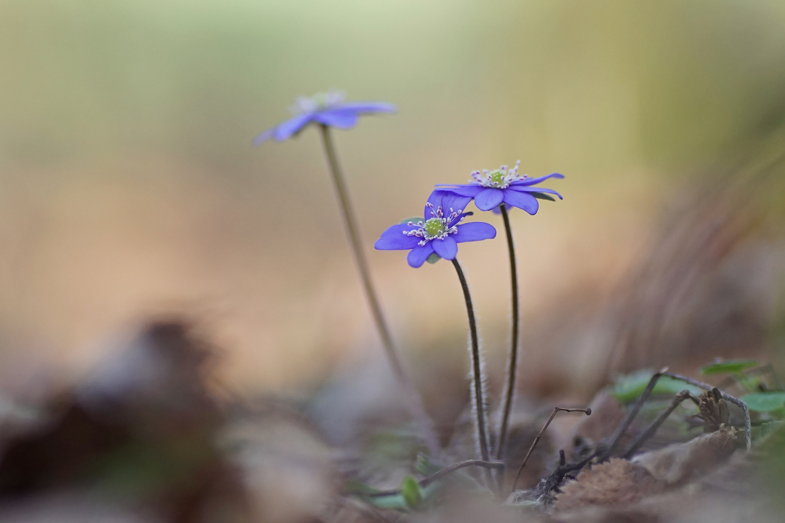 Leberblümchen 2019-2