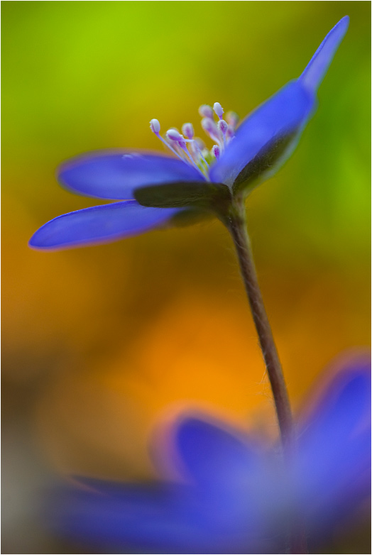 Leberblümchen