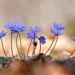 Leberblümchen 2/12