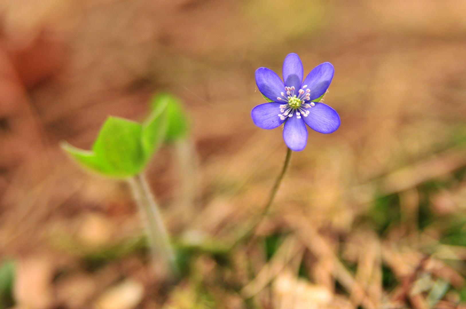 Leberblümchen