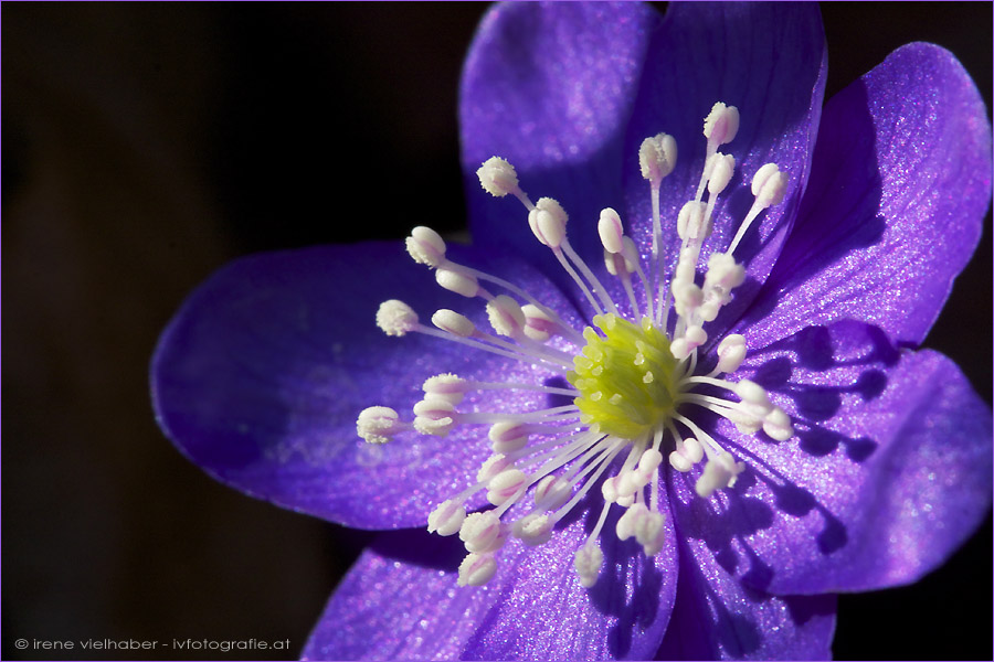 Leberblümchen