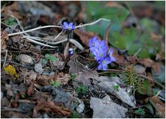 Leberblümchen...