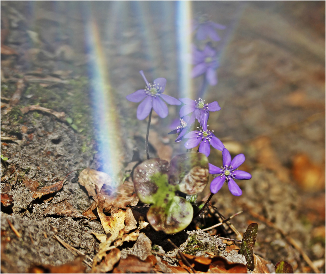 Leberblümchen