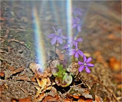 Leberblümchen