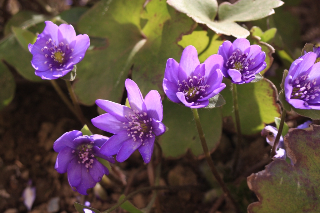 Leberblümchen