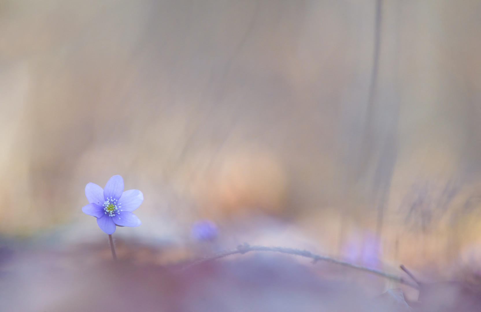 Leberblümchen