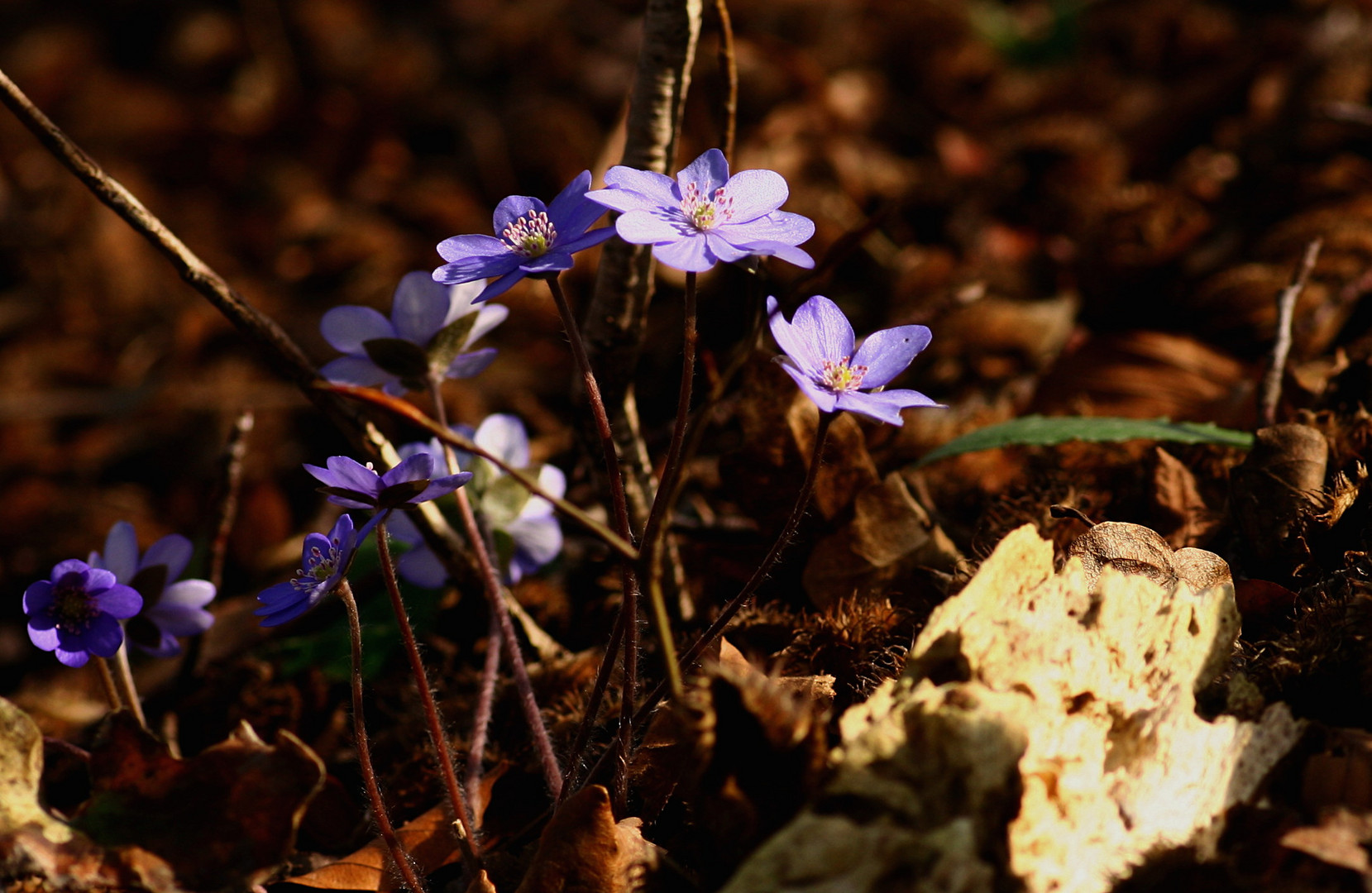 Leberblümchen