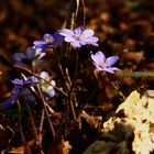 Leberblümchen