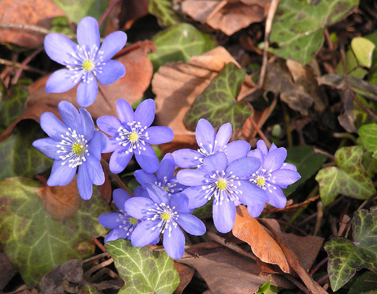 Leberblümchen...