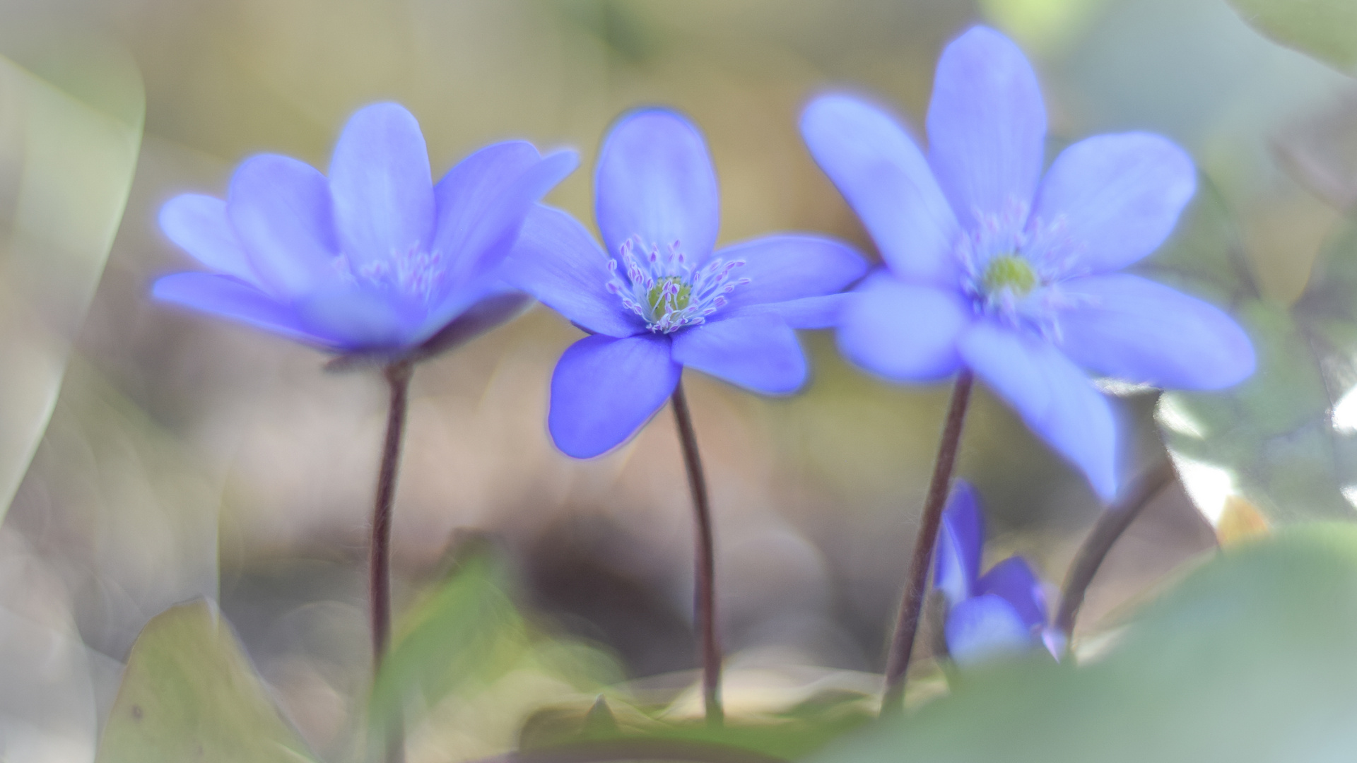 Leberblümchen