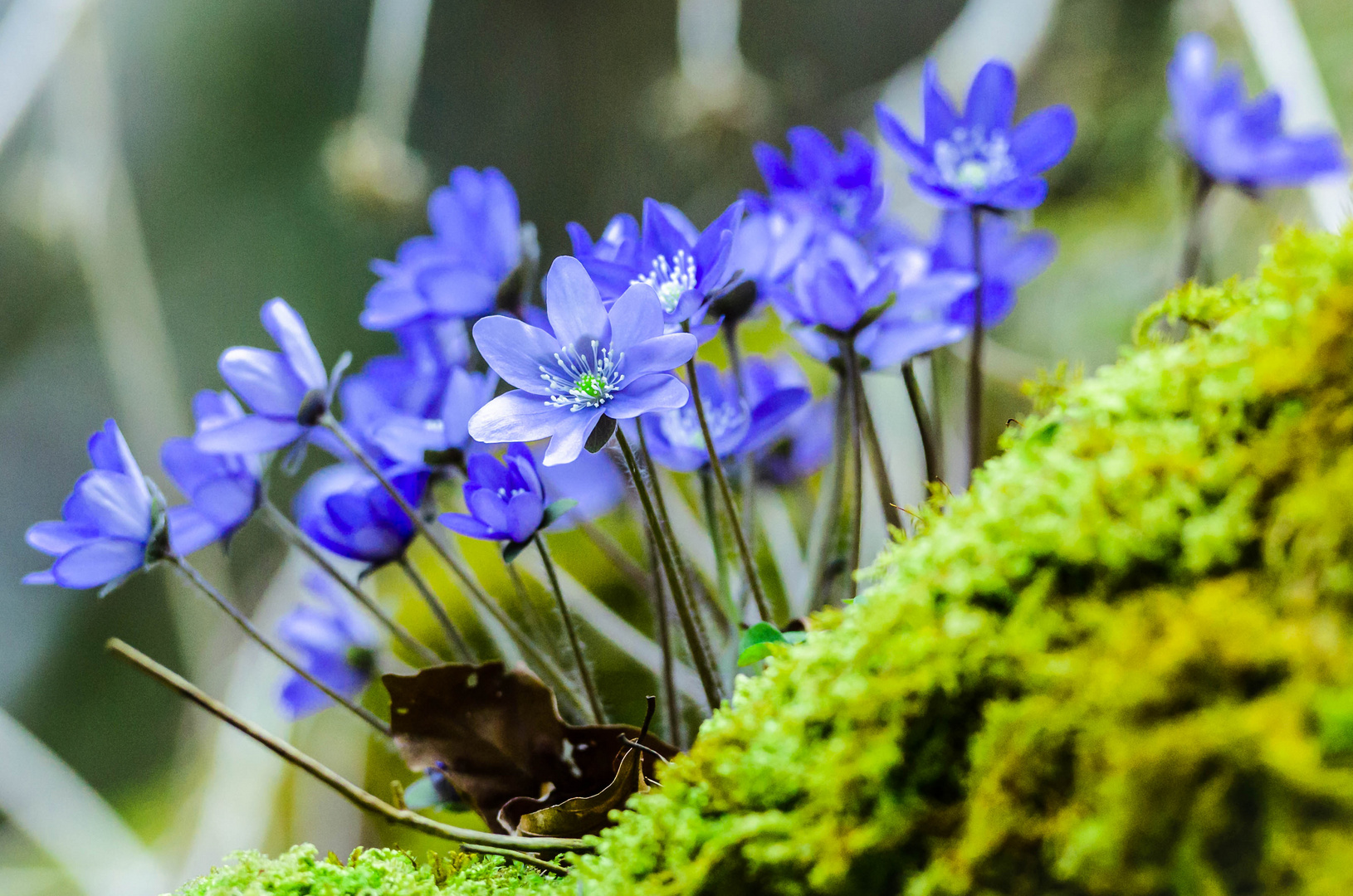 Leberblümchen