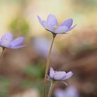 Leberblümchen