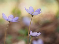 Leberblümchen