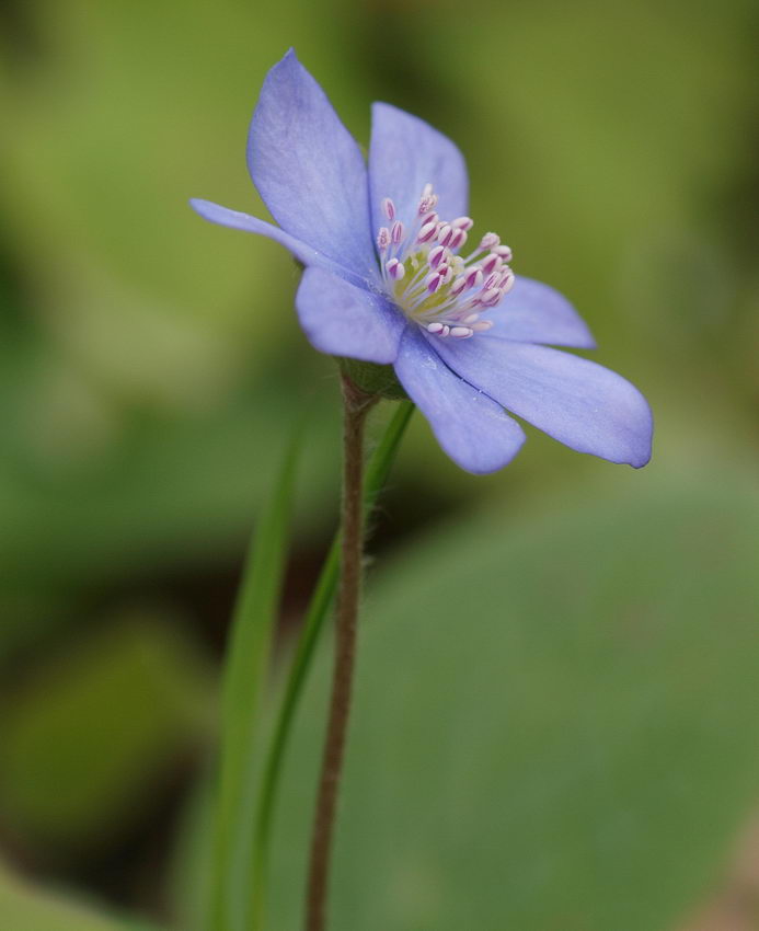 Leberblümchen