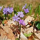 Leberblümchen