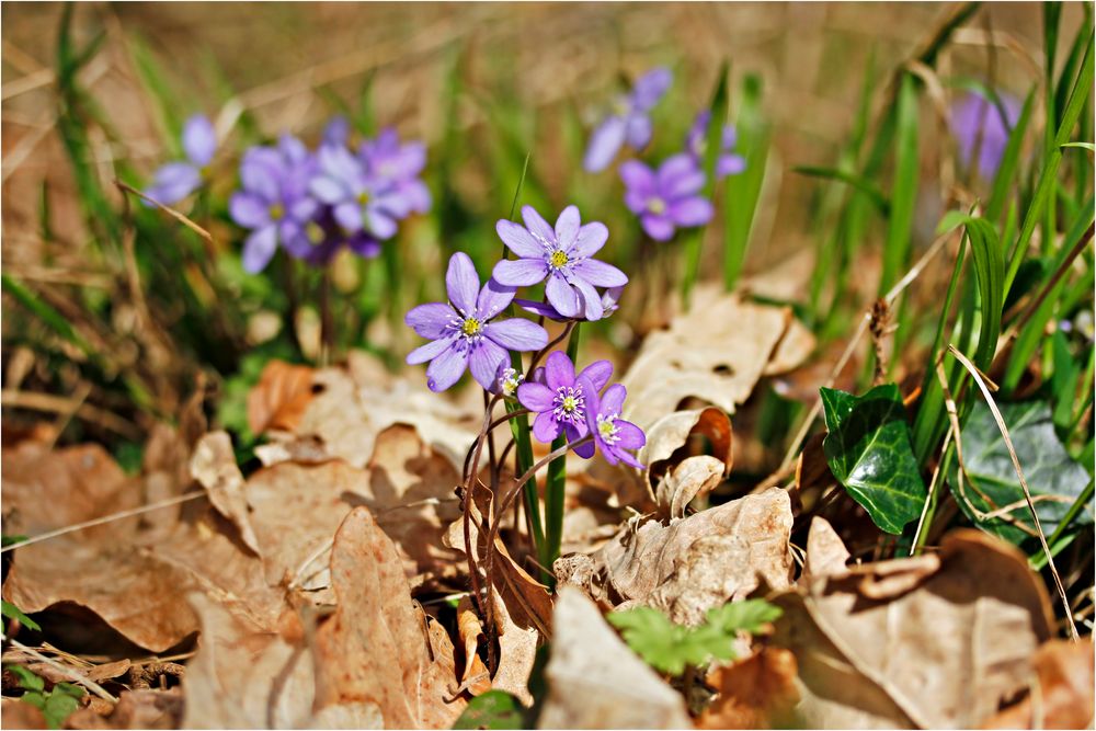 Leberblümchen