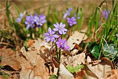 Leberblümchen