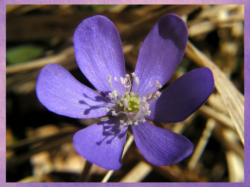 Leberblümchen