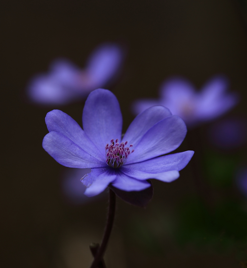 Leberblümchen