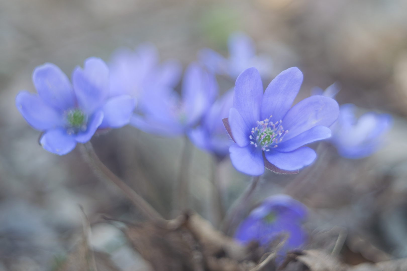 Leberblümchen