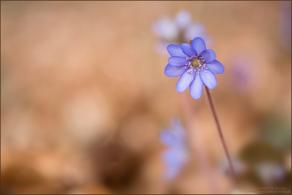 Leberblümchen