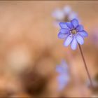 Leberblümchen