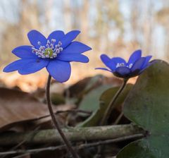 Leberblümchen