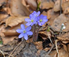 Leberblümchen