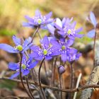 Leberblümchen