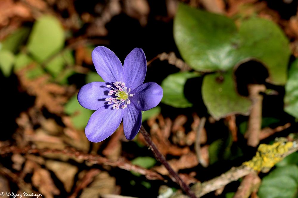 Leberblümchen  