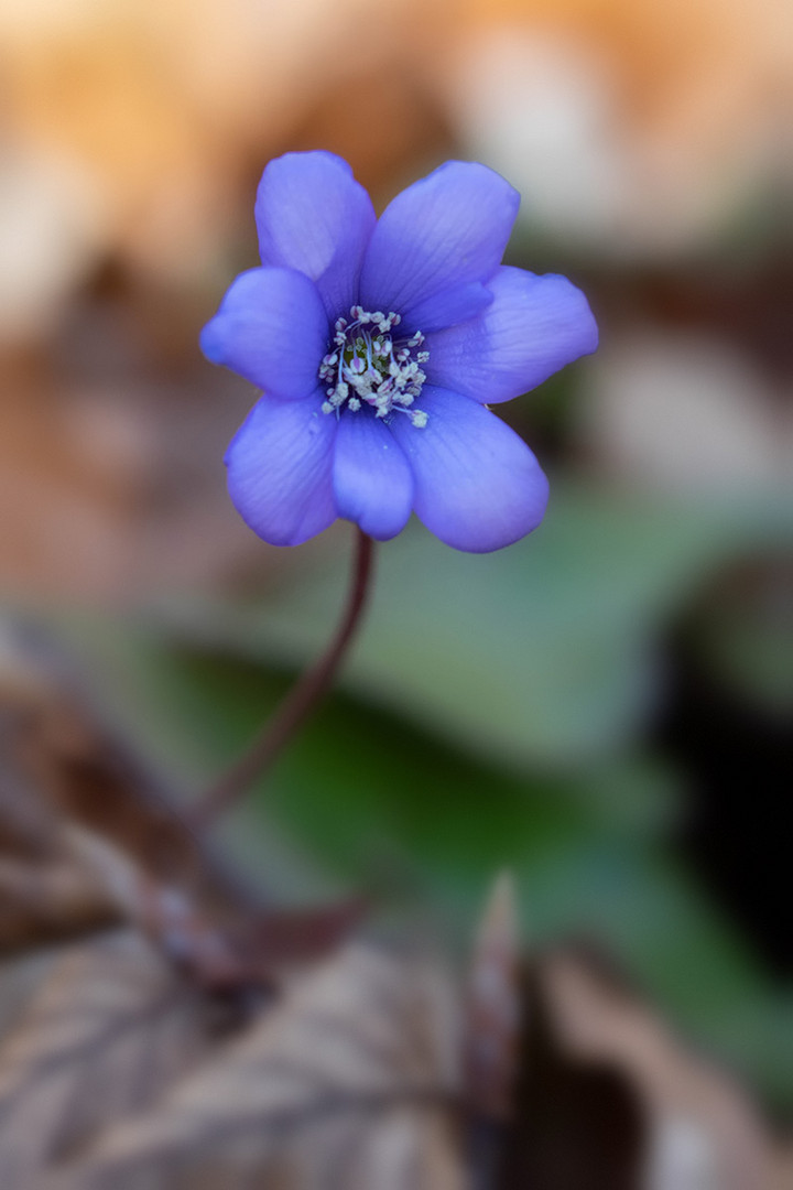 Leberblümchen