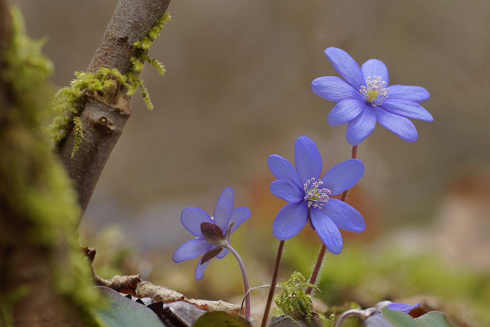 Leberblümchen