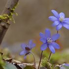 Leberblümchen