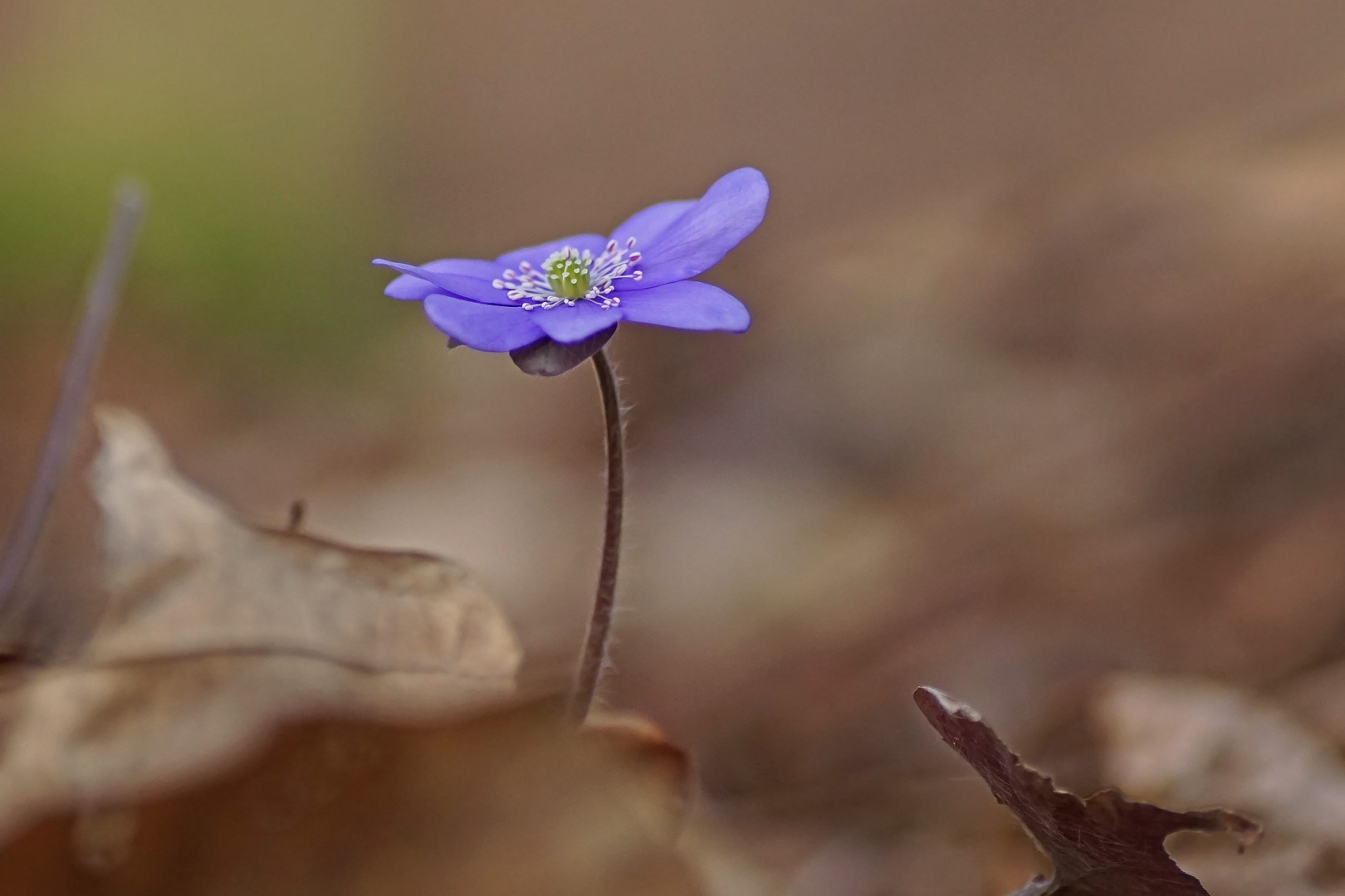 Leberblümchen 3-2019