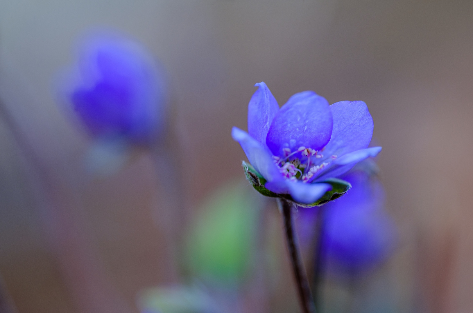 Leberblümchen 3