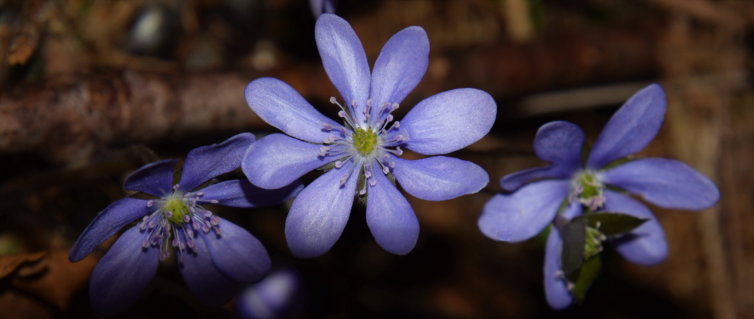 Leberblümchen 3