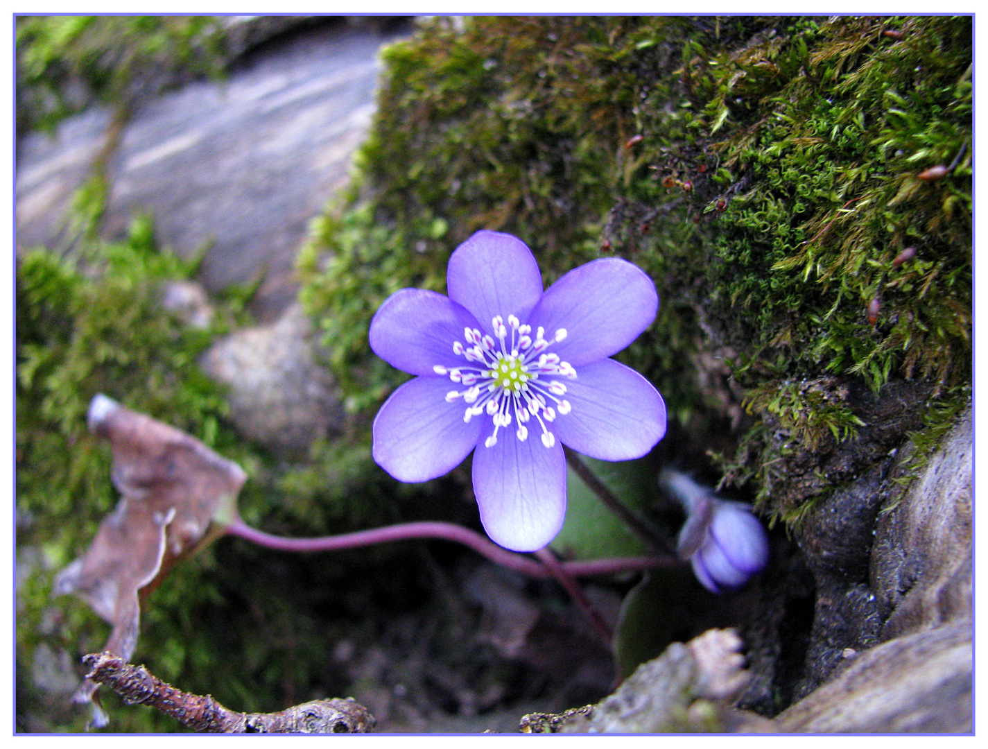 Leberblümchen 3