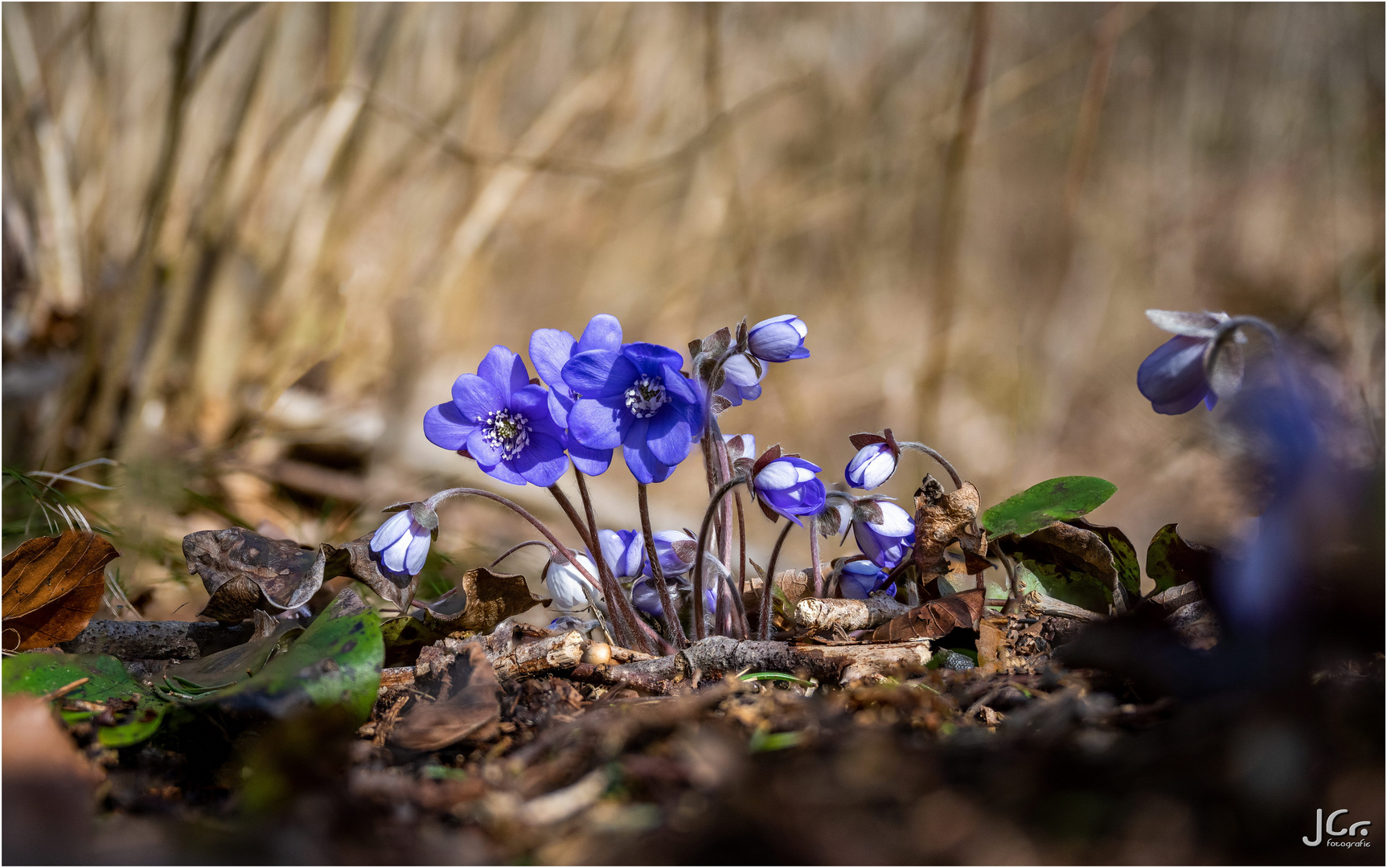 Leberblümchen