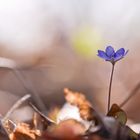 Leberblümchen 3/11