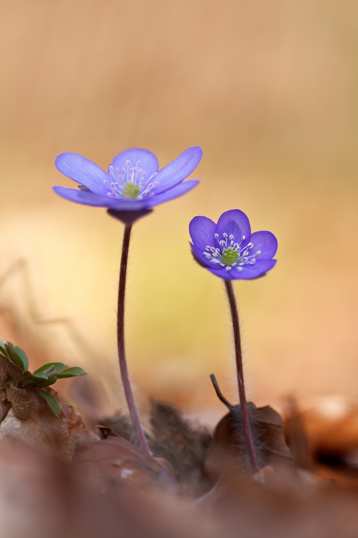 Leberblümchen 3/12