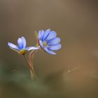 Leberblümchen